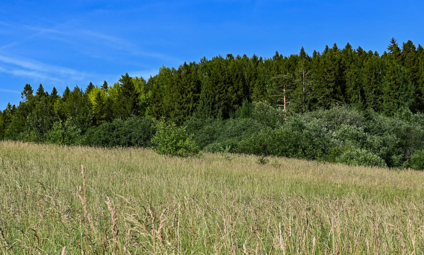 Гора Маура, image of landscape/habitat.