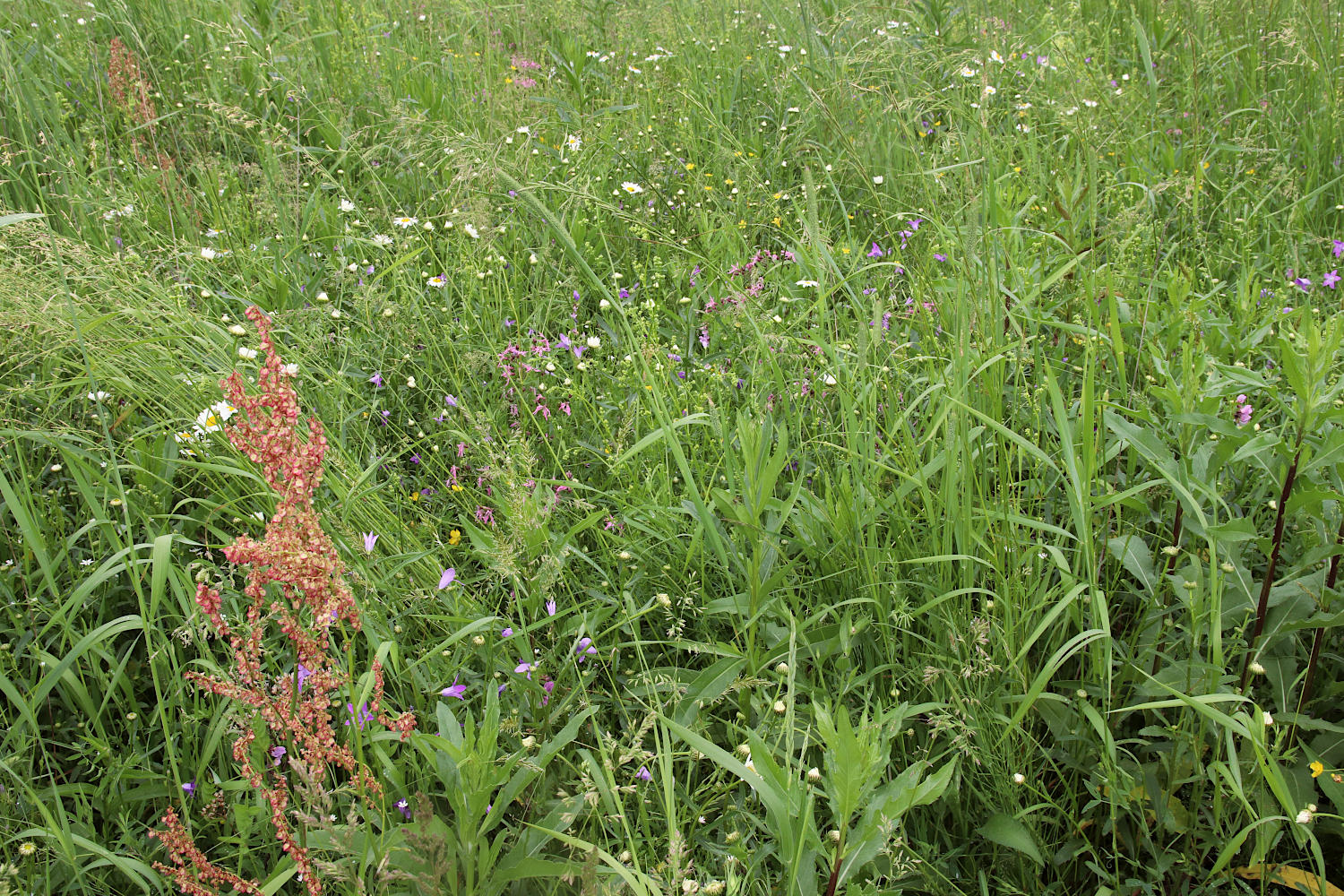 Окрестности Платуново, image of landscape/habitat.