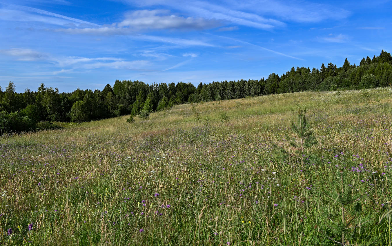 Гора Маура, image of landscape/habitat.