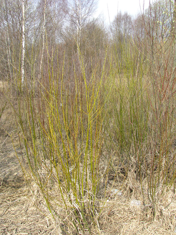 Ильд в Некоузе, image of landscape/habitat.