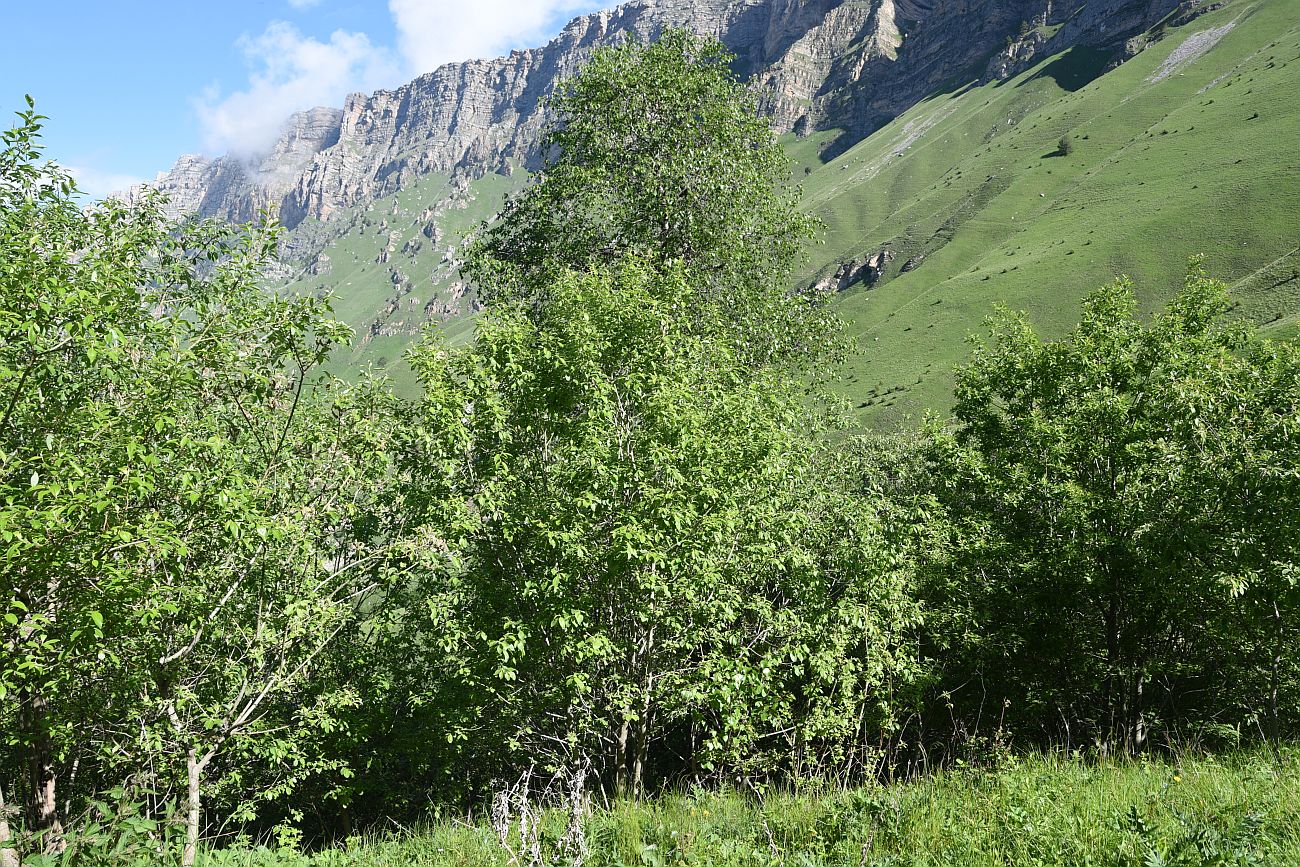 Окрестности урочища Дакхала, image of landscape/habitat.