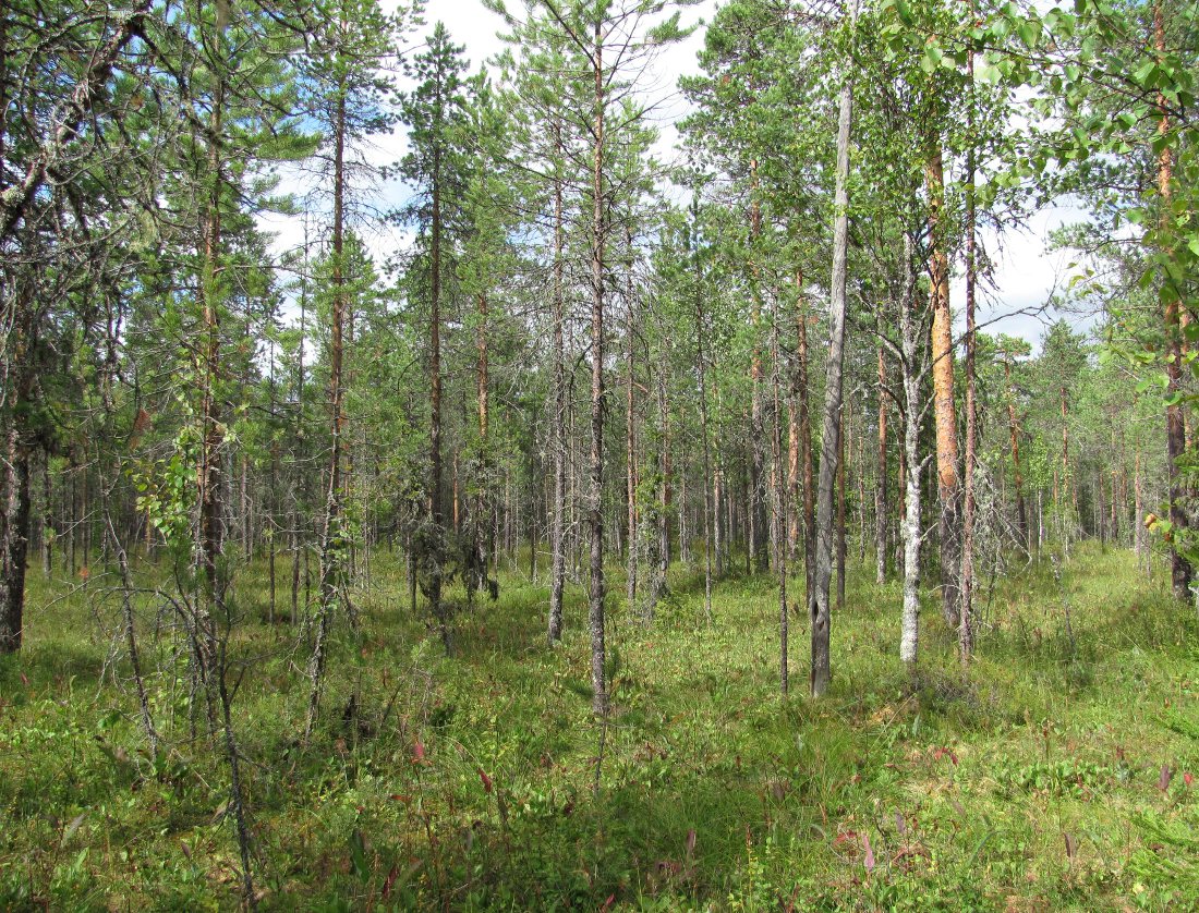 Солгинский, image of landscape/habitat.