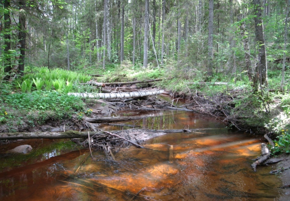 Кологривский лес заповедник фото