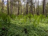 Волдынь - Ябдино, image of landscape/habitat.