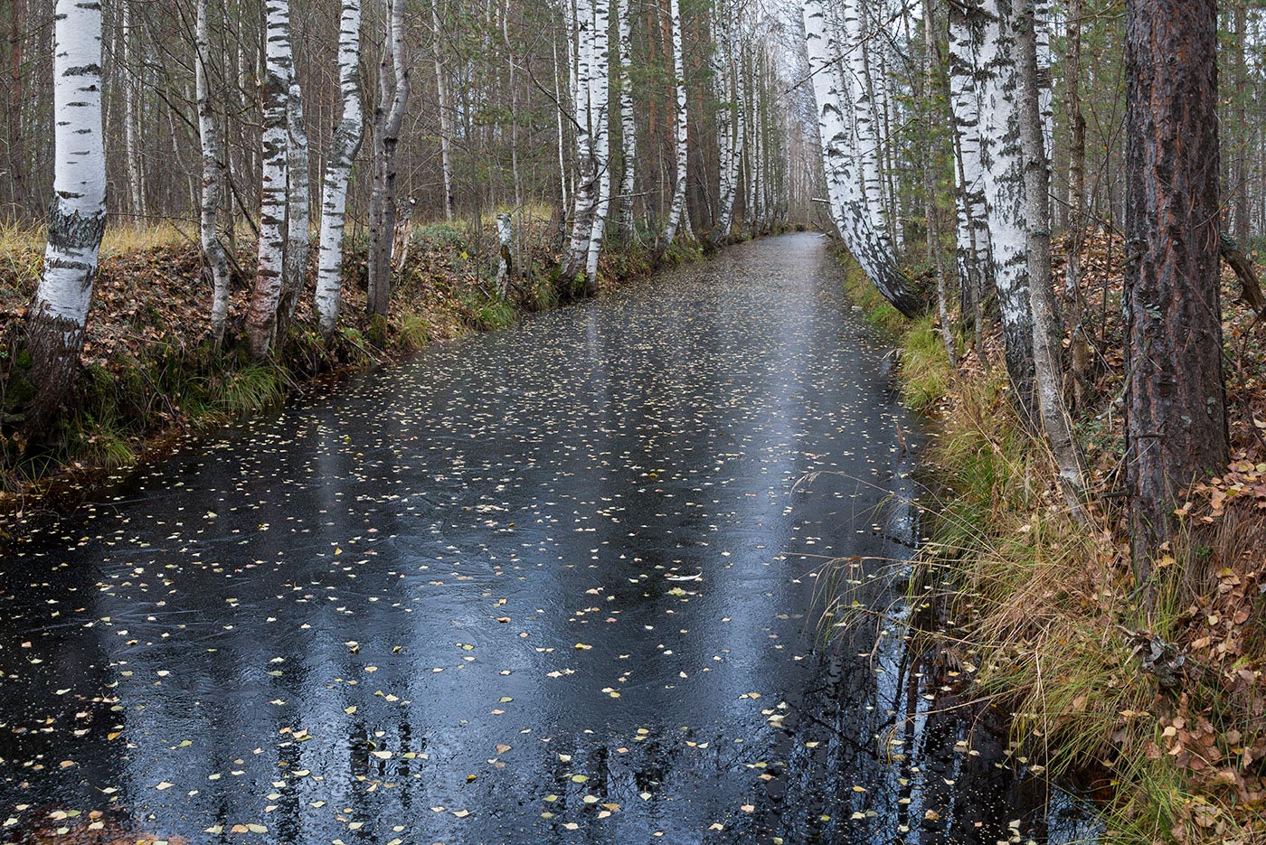 Большое Каринское Болото, image of landscape/habitat.