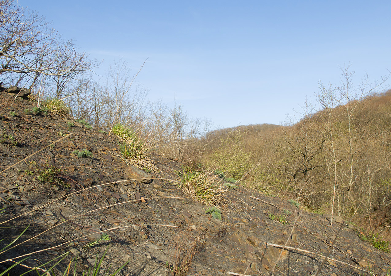 Чугунка, image of landscape/habitat.