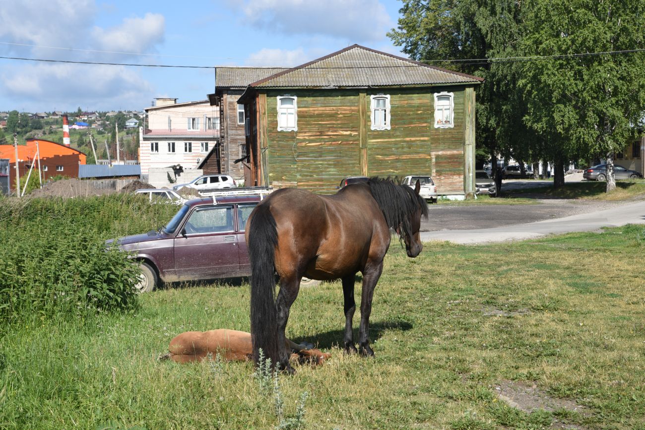 Нязепетровск, image of landscape/habitat.