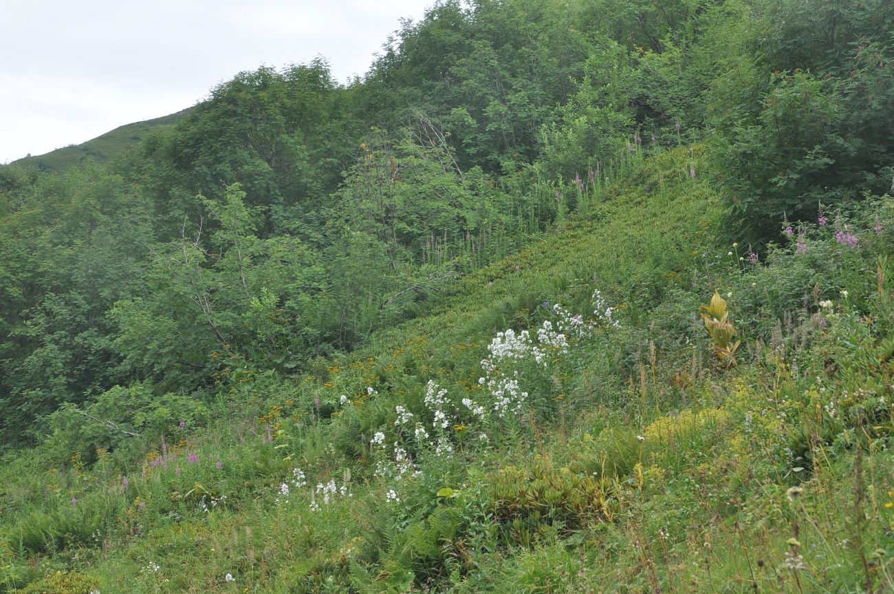 Долина реки Вулелаури, image of landscape/habitat.