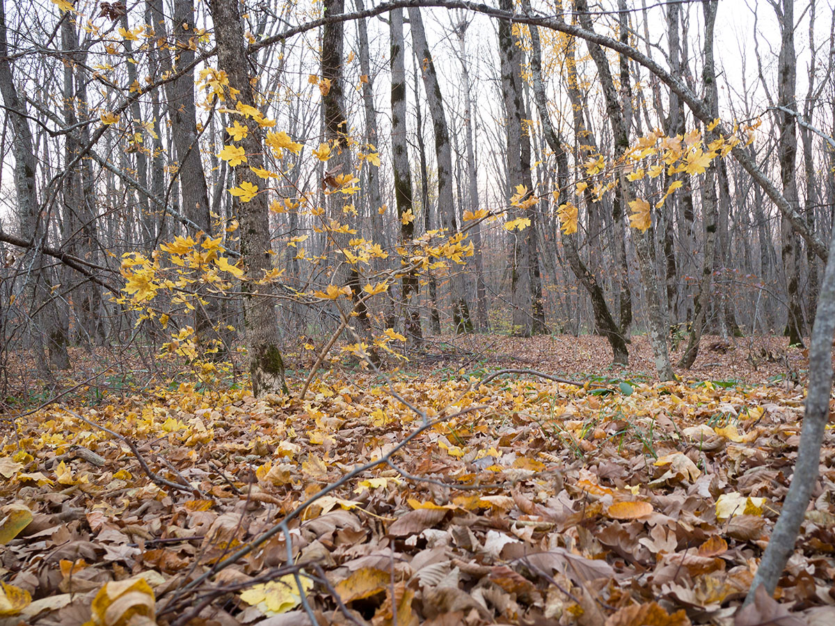 Малый Яр, image of landscape/habitat.