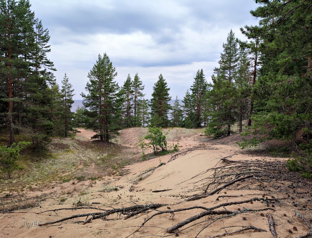 Устье Тулоксы, image of landscape/habitat.