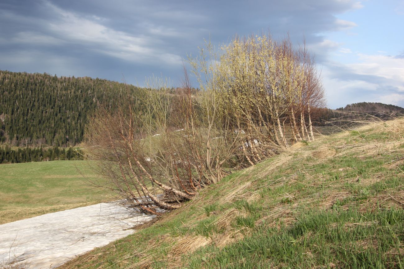 Окрестности ручья Молочка, изображение ландшафта.