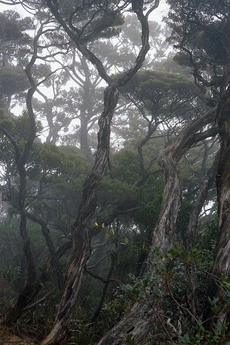 Гора Кинабалу, image of landscape/habitat.