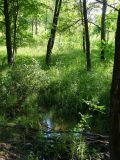 Петропавловский парк, image of landscape/habitat.