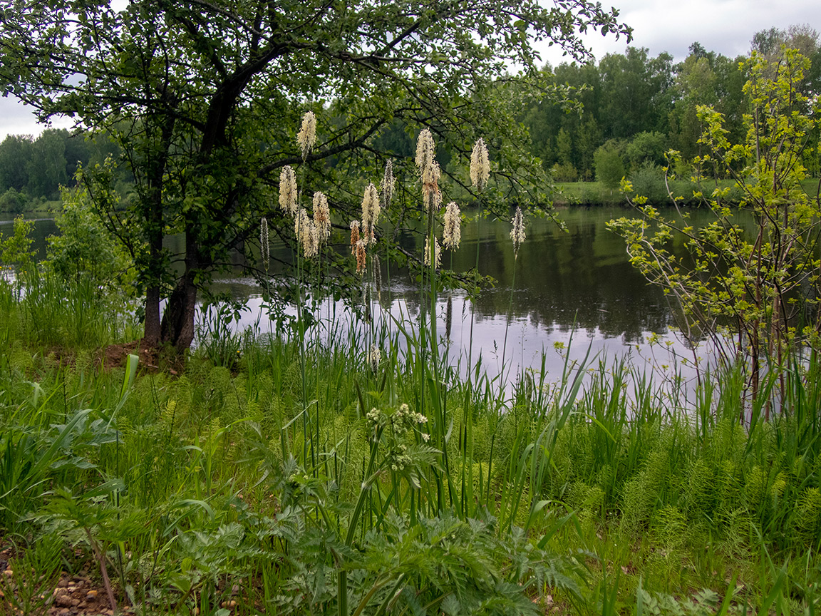 Шлюз №2 канала им. Москвы, image of landscape/habitat.