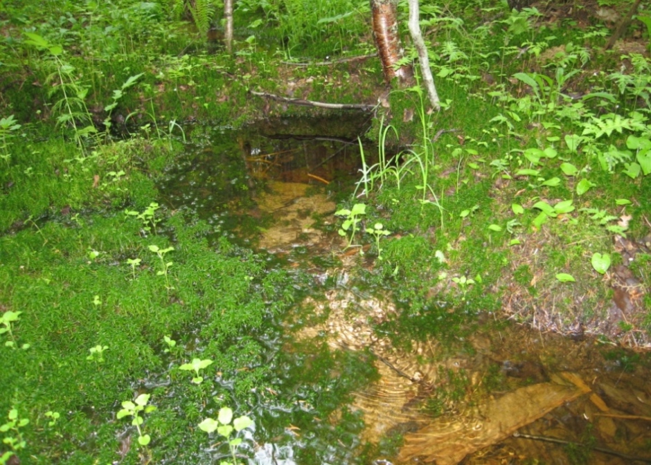 Заповедник "Кологривский лес", image of landscape/habitat.