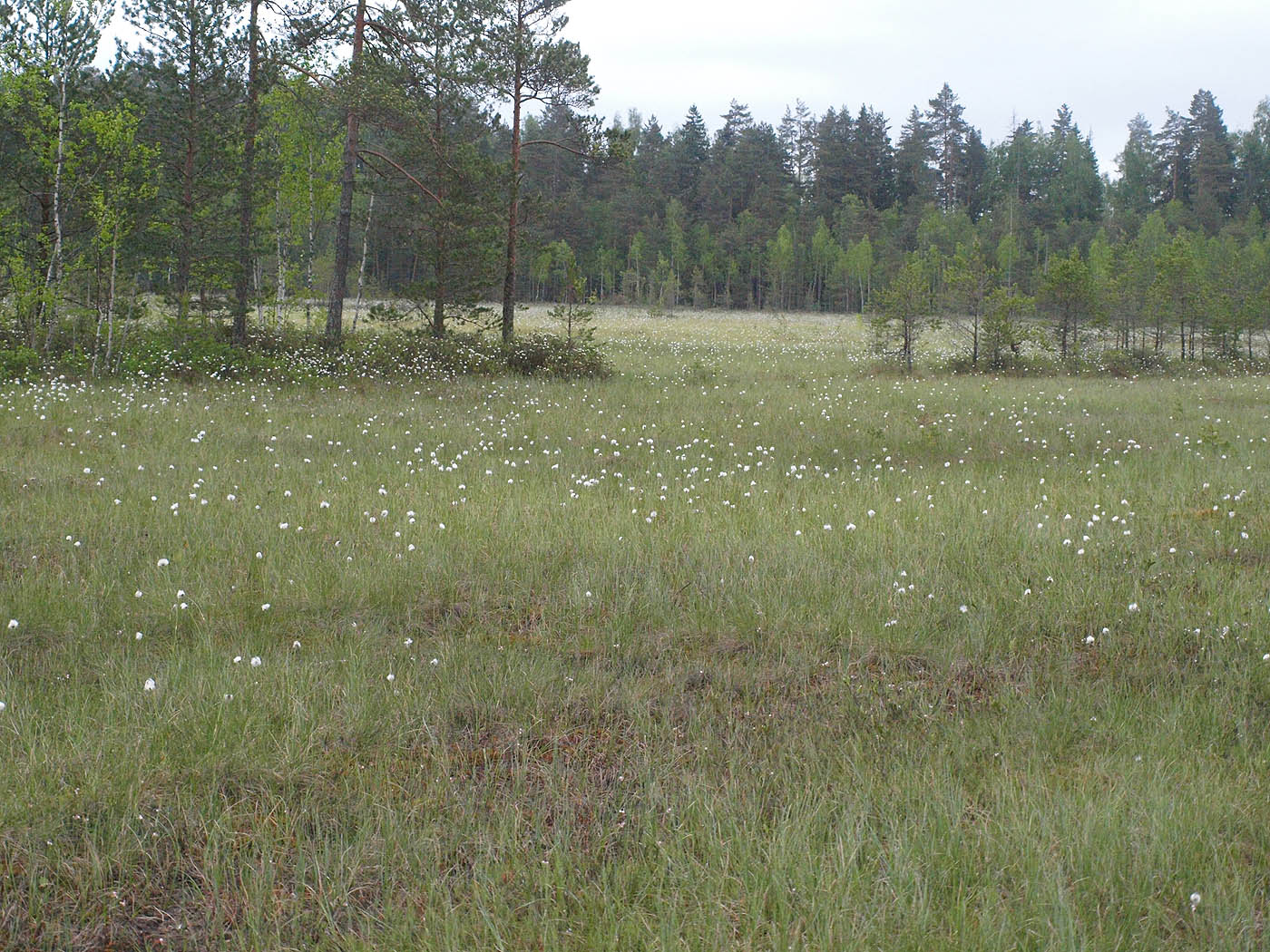 Звенигородская биостанция МГУ, image of landscape/habitat.