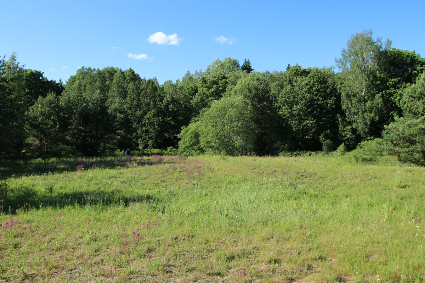 Луга у Кемки, image of landscape/habitat.