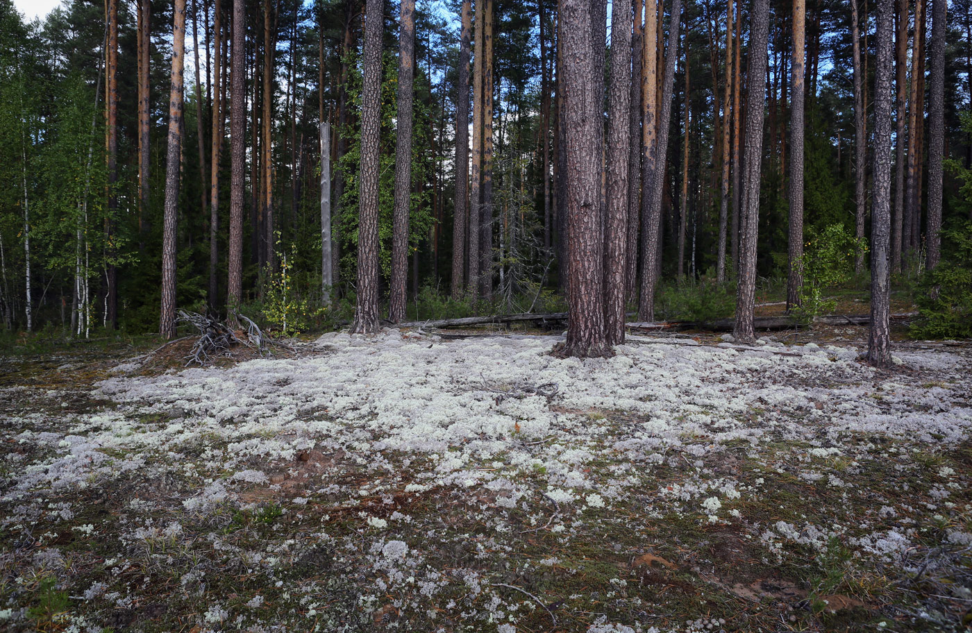 Кунчурихинский бор, image of landscape/habitat.