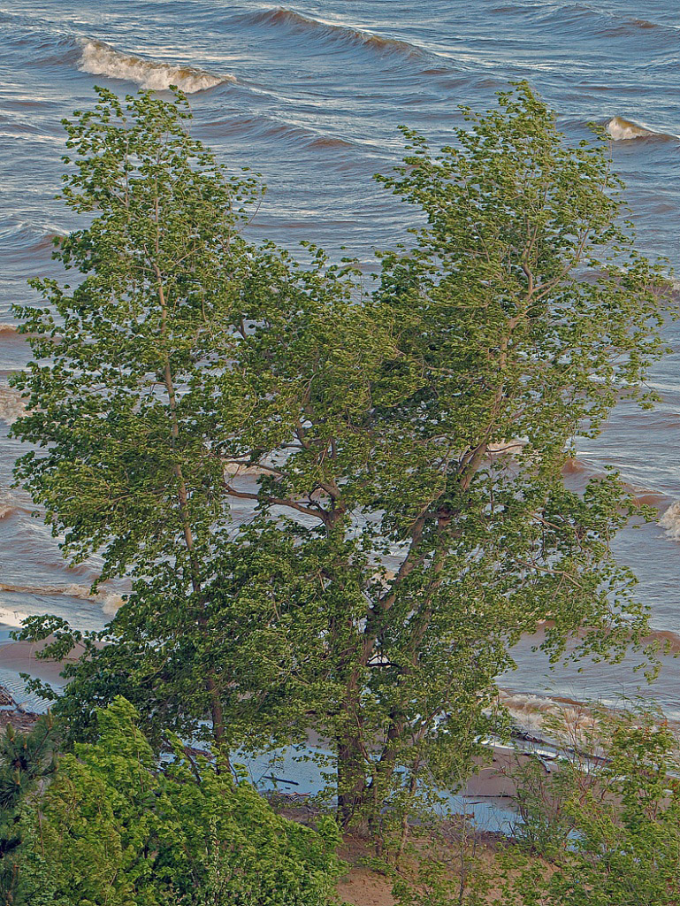 Куйбышевское водохранилище, image of landscape/habitat.