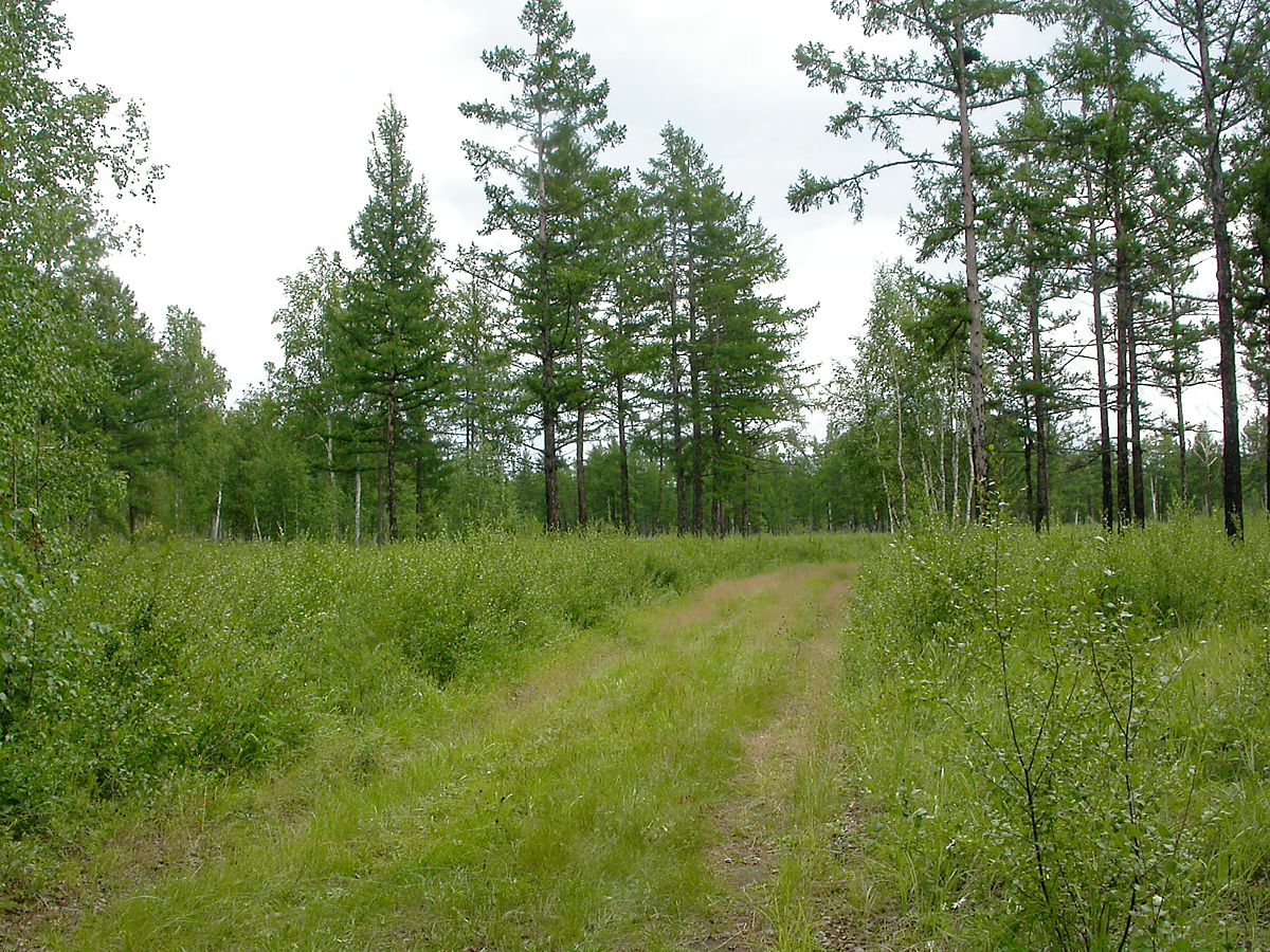 Северный берег озера Арахлей, image of landscape/habitat.