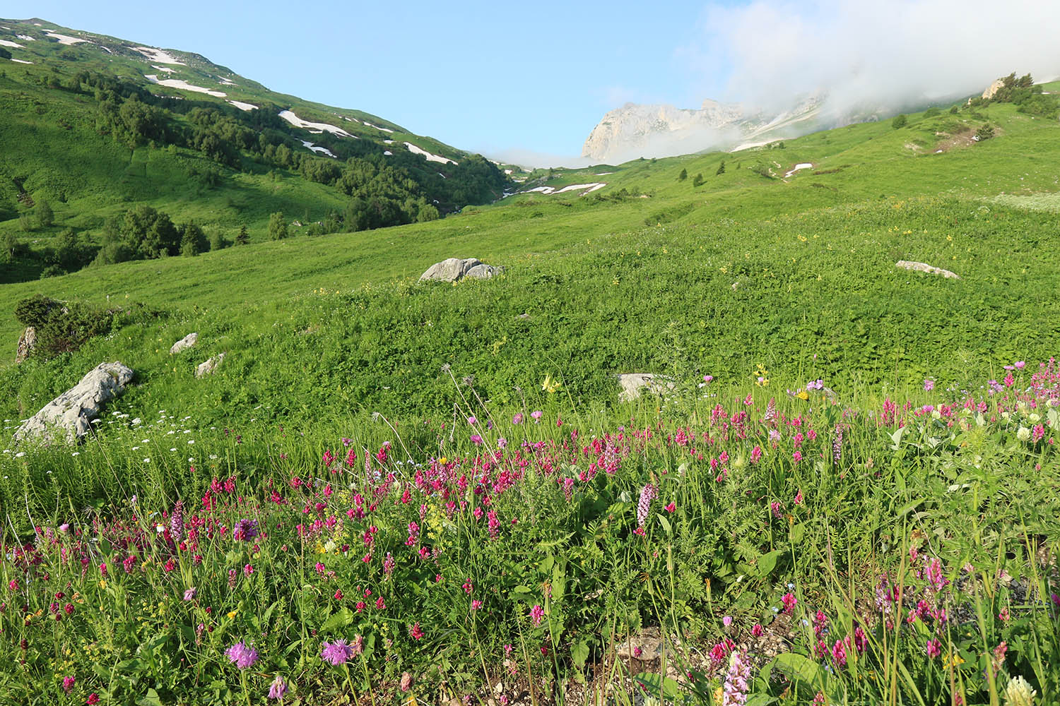 Яворова Поляна, image of landscape/habitat.