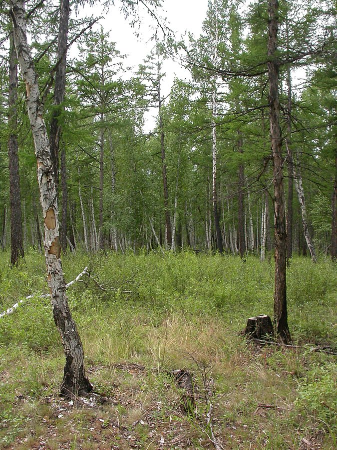 Северный берег озера Арахлей, image of landscape/habitat.