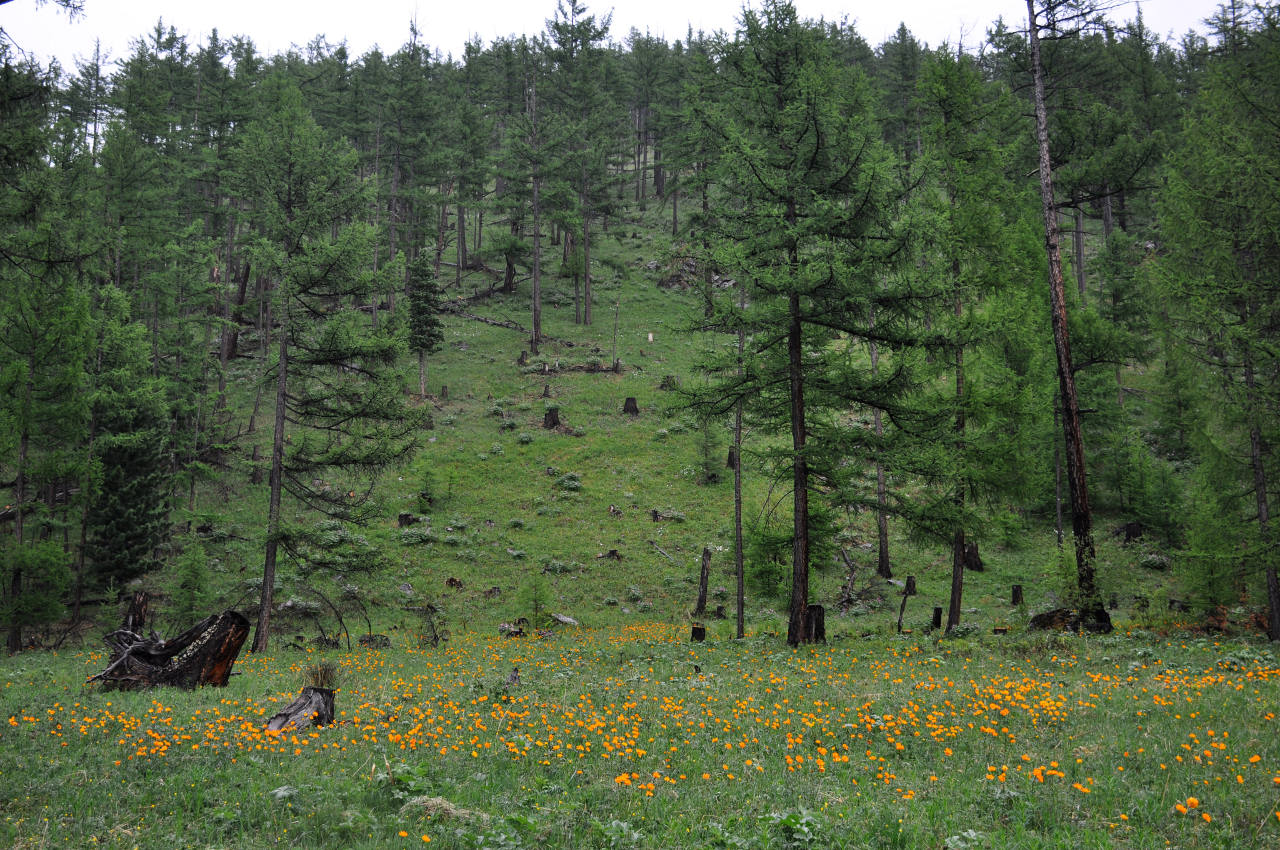 Восточные отроги хребта Хангай, image of landscape/habitat.