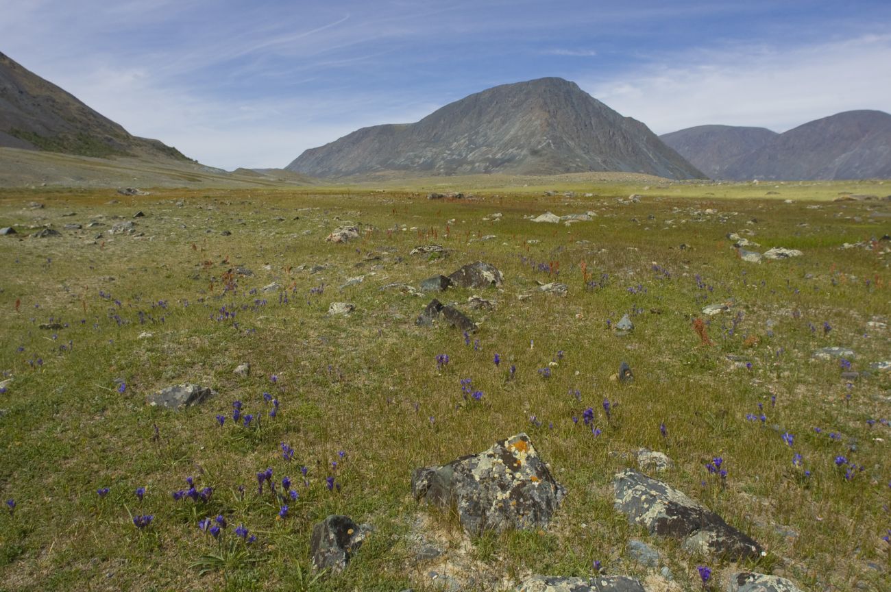 Устье Налиа-Гол, image of landscape/habitat.