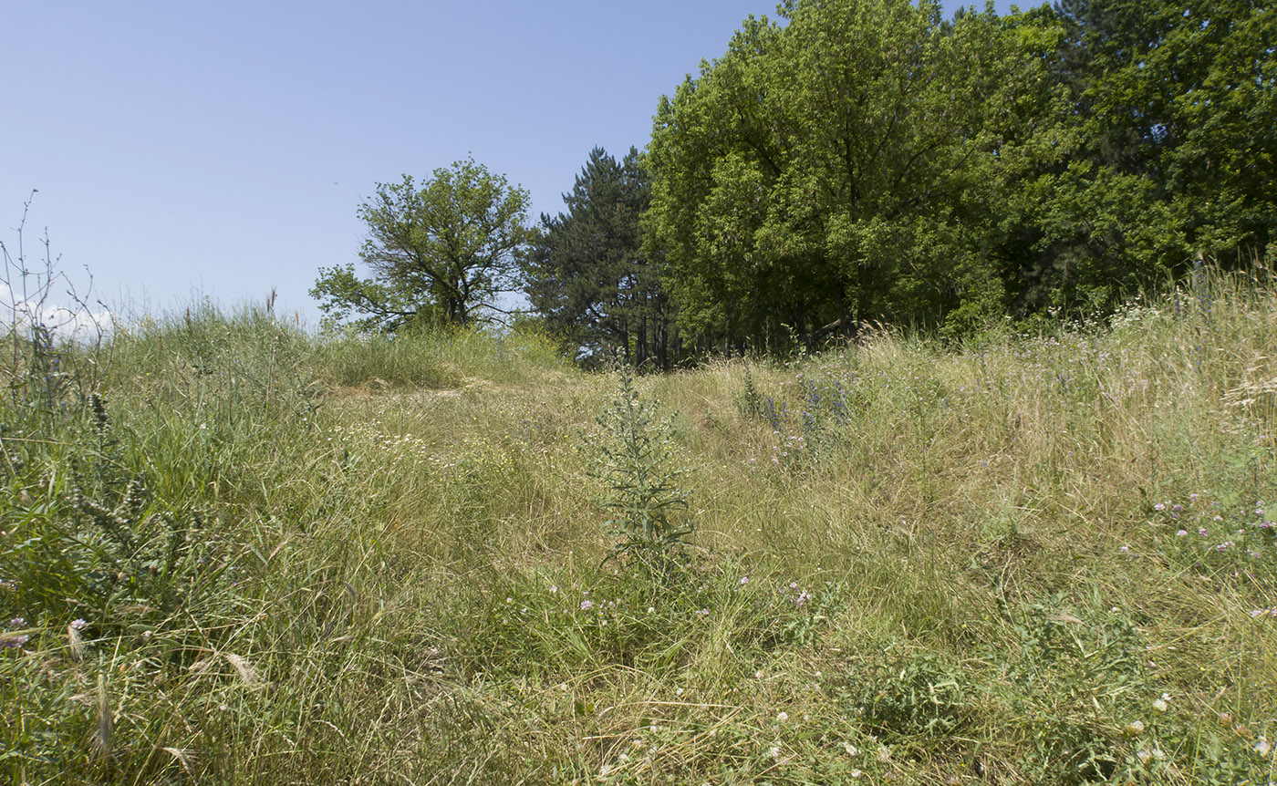 Крымск, окрестности, image of landscape/habitat.