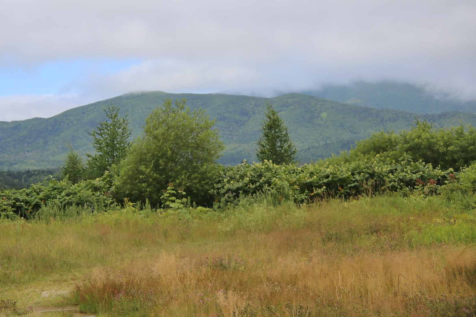 Южно-Сахалинск, image of landscape/habitat.