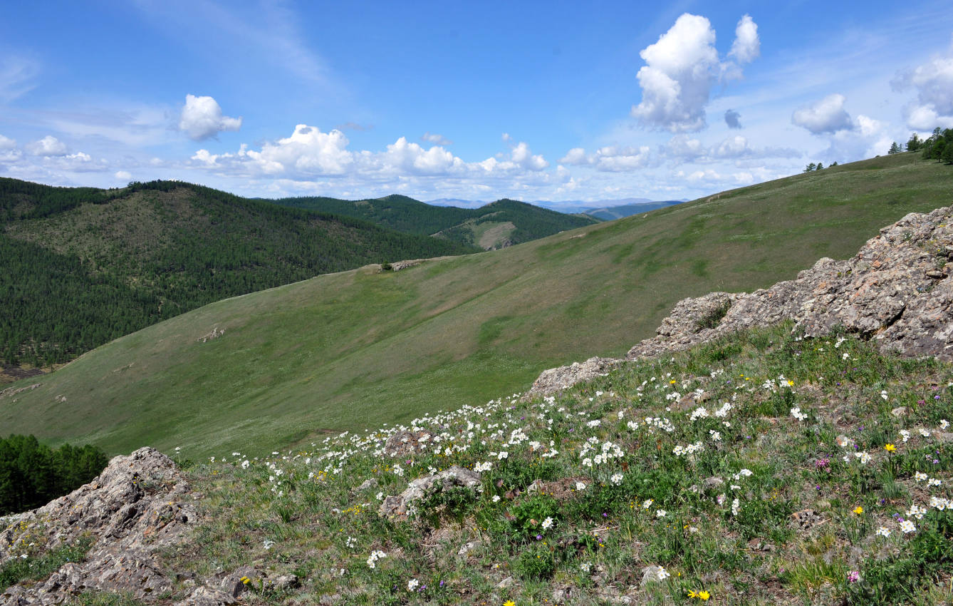 Восточные отроги хребта Хангай, image of landscape/habitat.