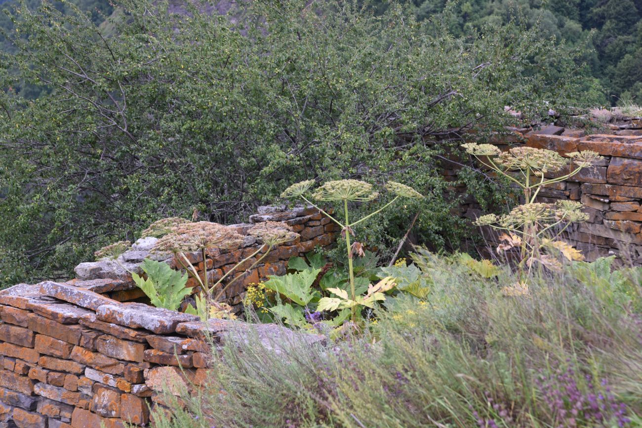 Шикарой и окрестности, image of landscape/habitat.