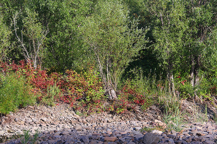 Устье Джилинды, image of landscape/habitat.