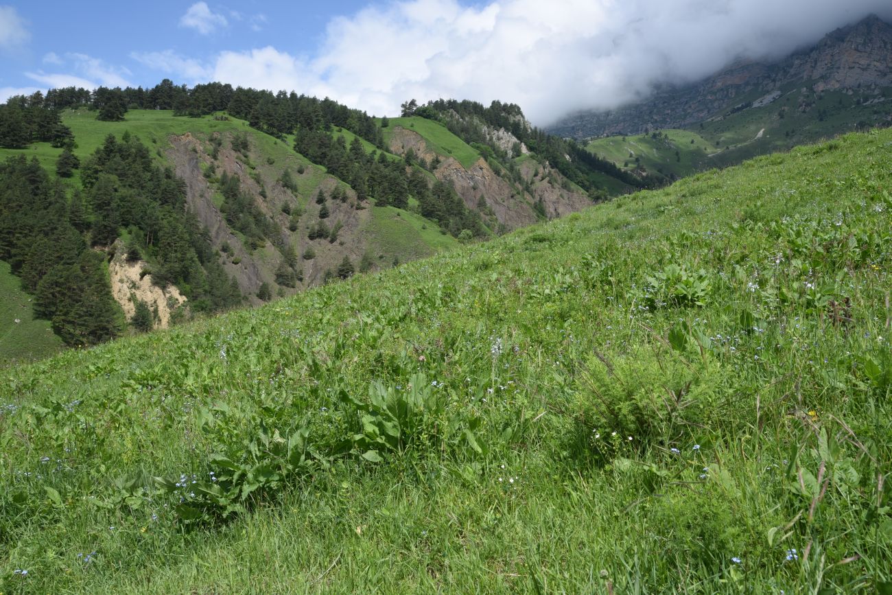 Окрестности урочища Мусиево, image of landscape/habitat.