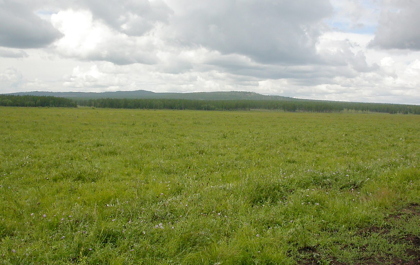 Северный берег озера Арахлей, image of landscape/habitat.