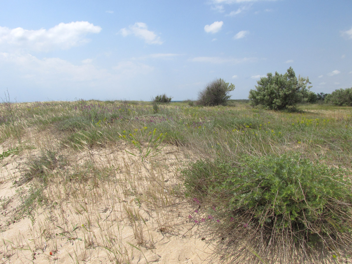 Окрестности озера Солёное, image of landscape/habitat.