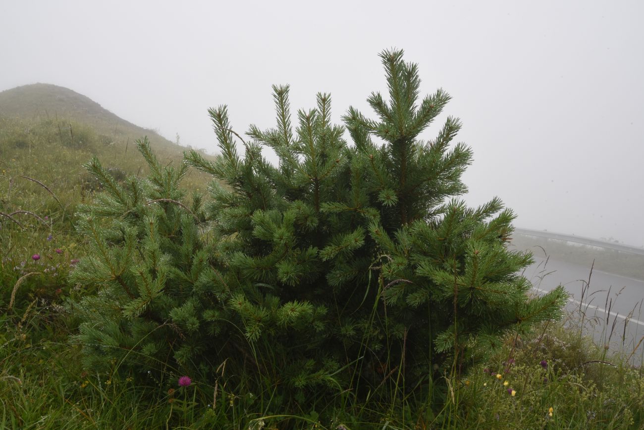 Альплагерь "Кязи" и окрестности, image of landscape/habitat.