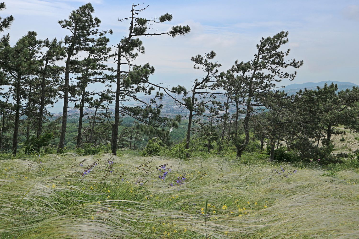 Дорога Гуленко, image of landscape/habitat.