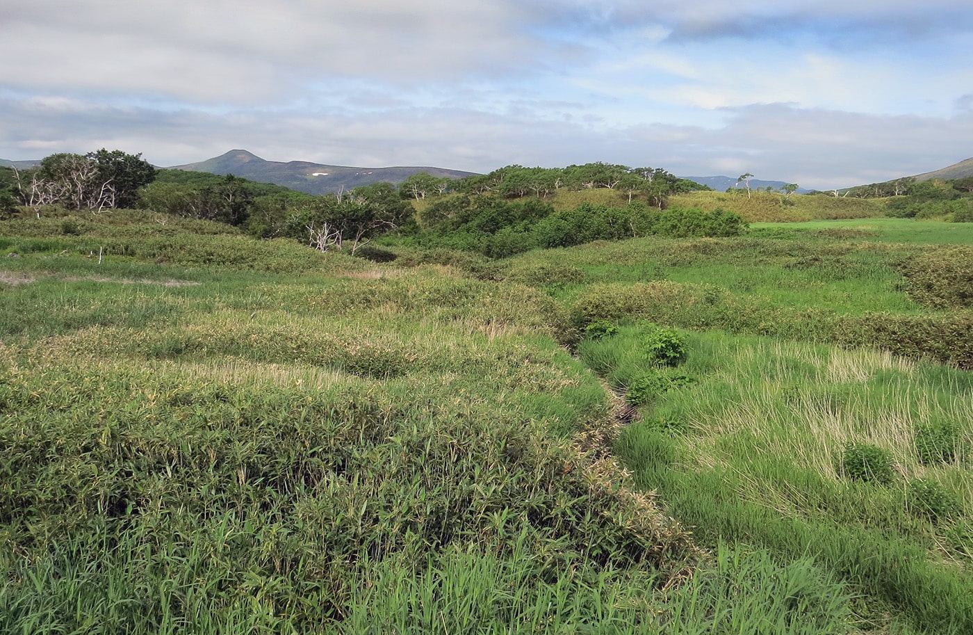 Вулкан Баранского, image of landscape/habitat.