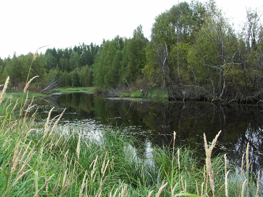 Куртяево, image of landscape/habitat.