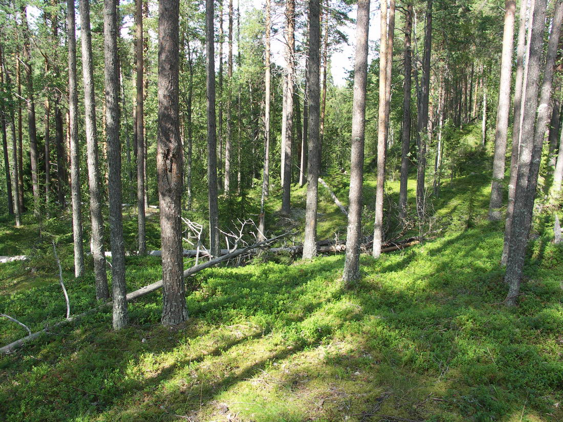 Куртяево, image of landscape/habitat.