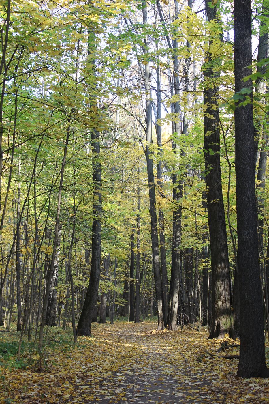 Тимирязевский парк, image of landscape/habitat.