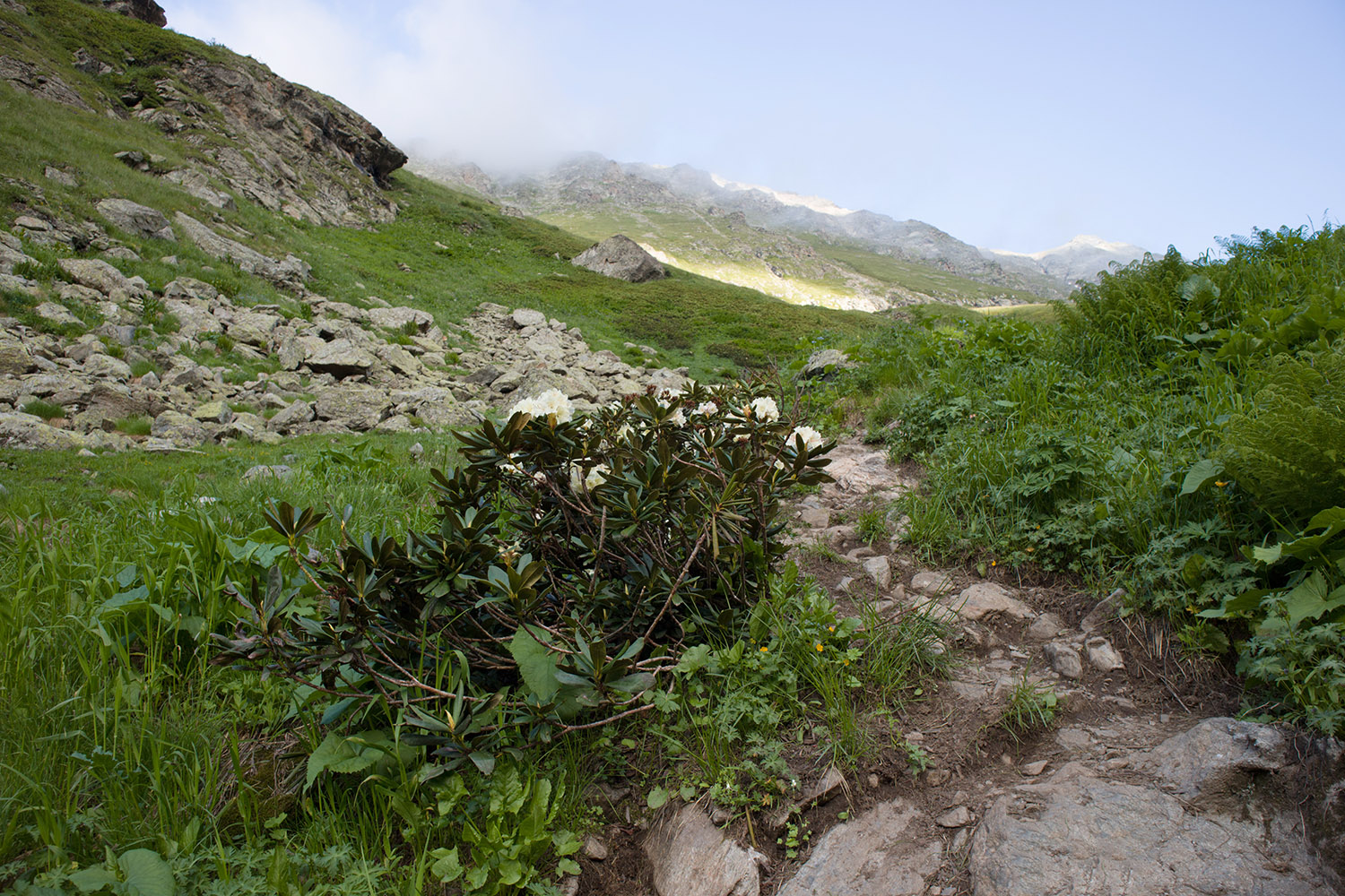 Верхняя стоянка Имеретин. тропы, image of landscape/habitat.