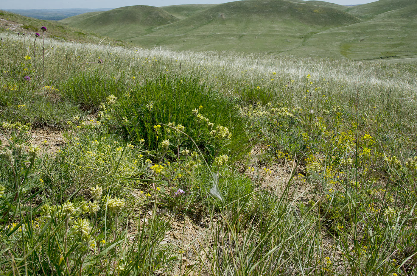 Ногайские горы, image of landscape/habitat.