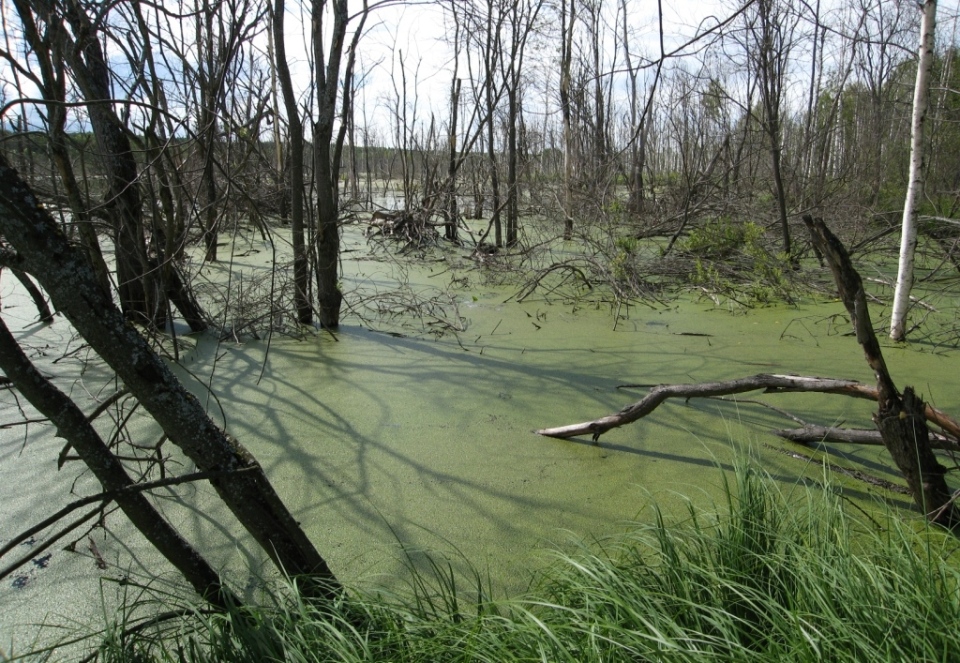 Река Сендега, image of landscape/habitat.