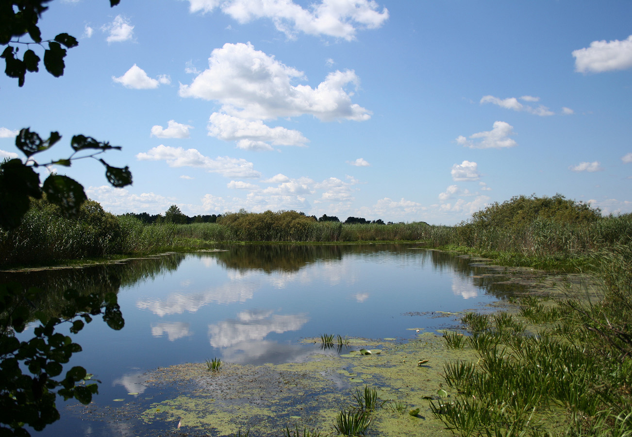 Муравина, image of landscape/habitat.