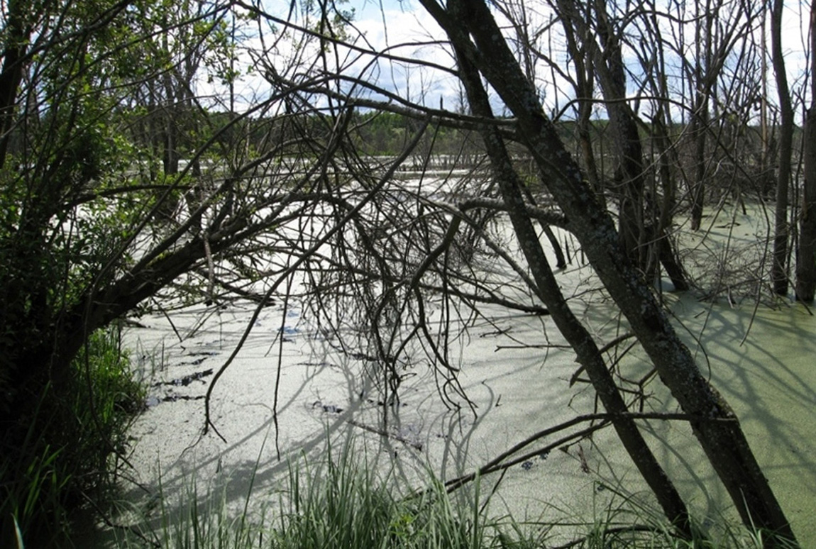 Река Сендега, image of landscape/habitat.