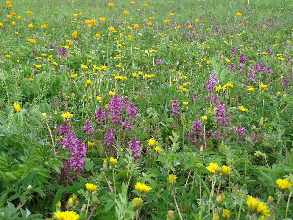 Долина реки Иркут, image of landscape/habitat.