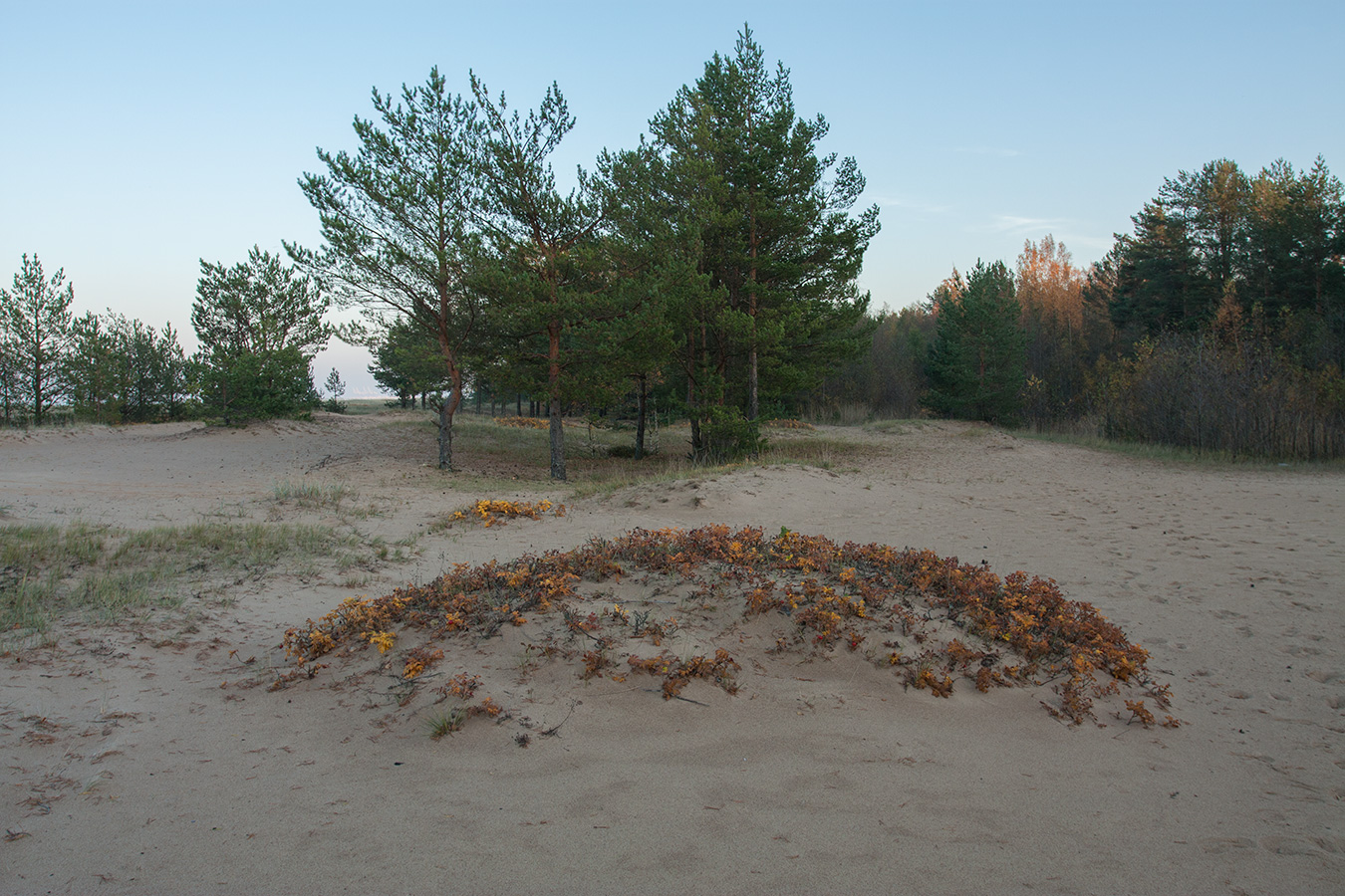 Большая Ижора, image of landscape/habitat.