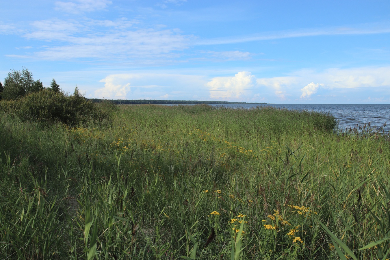 Окрестности деревни Выбье, image of landscape/habitat.